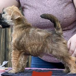 Soft Coated Wheaten Terrier Puppies from Karli Mueller