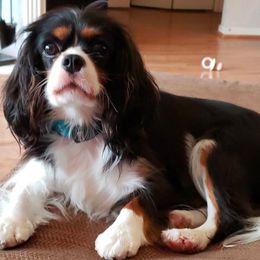 Cavalier King Charles Spaniel All Grown Up from Chalice Cavaliers