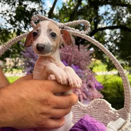 Portofino - White and blue male Italian Greyhound puppy in Lakeland, Florida from Elite Doxies Florida