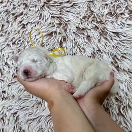 Lemon - White female Siberian Husky puppy in Lunenburg, Vermont from SNOW WOOLY HUSKY