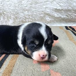 RM Female 1 - Black and tan female Pembroke Welsh Corgi puppy in Duluth, Minnesota from Up North Corgis
