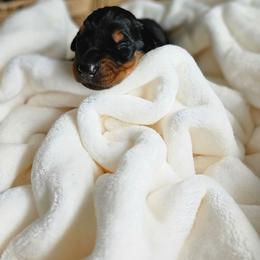 Black and rust female purple - Black and rust female Doberman Pinscher puppy in Hamilton, Ohio from Little Dragon Dobermans