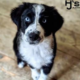 Zag - Black tri-color male Australian Shepherd puppy in Pomeroy, Ohio from HJ's Aussies