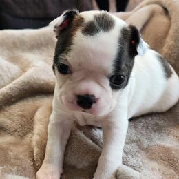 Purple Collar - Seal brindle and white female Boston Terrier puppy in Shreveport, Louisiana from Cristi's Port Bostons