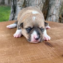 Summer - Sable and white female American Corgi puppy in Preston, Idaho from KC Bar Ranch Aussies