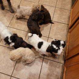 Poodle Puppies from Jazzi Oodles