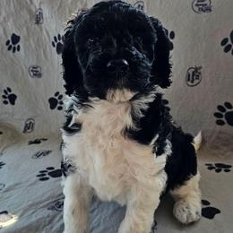 Snoop - Parti male Goldendoodle puppy in Polkton, North Carolina from Gaga's Doodles