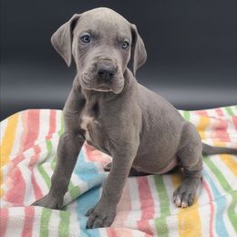 Rain - Blue female Great Dane puppy in Kannapolis, North Carolina from Carolina Great Danes & Toy Poodles