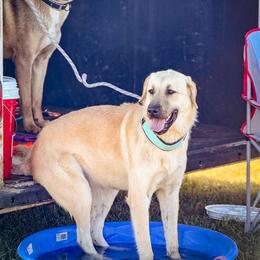 Butters - Anatolian Shepherd Dog