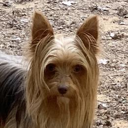 Jovie - Yorkshire Terrier