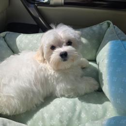 Givenchy - Cream male Maltipoo puppy in Washington from Mt.BakerPoodles&Doodles