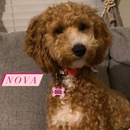 Cavapoos and Goldendoodles from Mercy Doodles