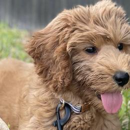 Dachshunds and Goldendoodles from Redlands Farm