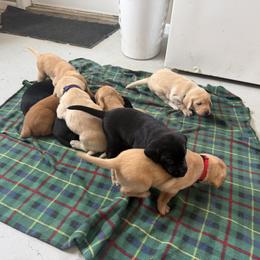 Girl 5 - Yellow female Labrador Retriever puppy in Lakeville, Indiana from RJS Kennels