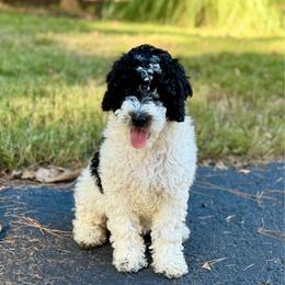 Caspian - Black and white male Bernedoodle puppy in Russellville, Arkansas from Crossgate Doodles