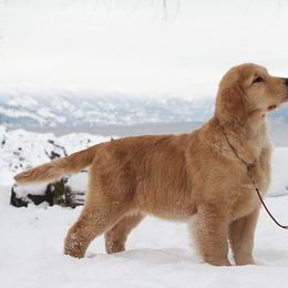 Golden Retriever Puppies from DoubleTake Goldens
