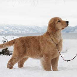 Golden Retriever Puppies from DoubleTake Goldens