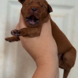 Girl 4 - Yellow female Labrador Retriever puppy in Okmulgee, Oklahoma from Rustic Creek Labradors