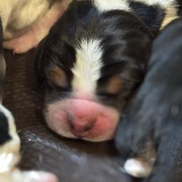 Male 2 - Black brown and white male Basset Hound puppy in Outlook, Washington from Porter Kennels