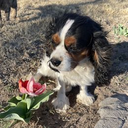 Dolly - Cavalier King Charles Spaniel