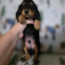 Hudson - Black and tan male Dachshund puppy in Adolphus, Kentucky from Walker's Dachshunds