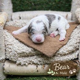Bear - Blue merle male Bernedoodle puppy in Williamson, New York from Lakeside Doodles
