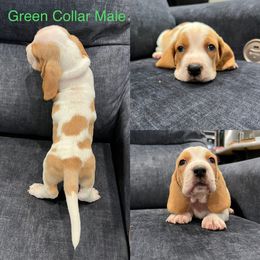 Basset Hound Puppies from Terry Farms