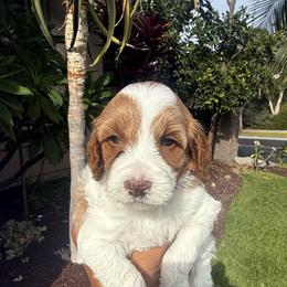Girl 3 - Parti female Goldendoodle puppy in San Diego, California from Goldendoodles & Poodles of San Diego