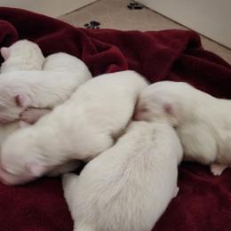 RED - White male Samoyed puppy in San Antonio, Texas from Hill Country Samoyeds