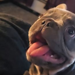 French Bulldogs and Pomeranians from Bella Luna Pomeranians