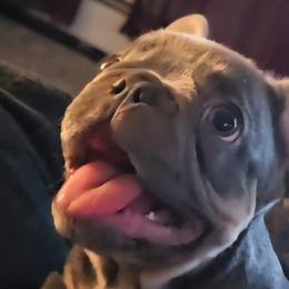 French Bulldogs and Pomeranians from Bella Luna Pomeranians