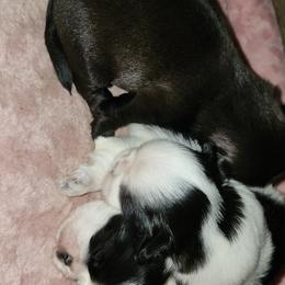 Shih Tzu Puppies from Keepin' it X-tra Shih-Tzu