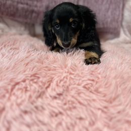 Little Red - Black and tan female Dachshund puppy in Proctor, Montana from Blue Star Dachshunds