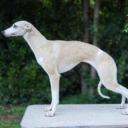Vivian - White and fawn female Whippet puppy in Atlanta, Georgia from Sinaj