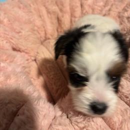 Bessy - Parti female Yorkshire Terrier puppy in Brandenburg, Kentucky from Lil Amazing Paws Yorkshire Terriers
