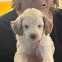 Garlic - Parti male Goldendoodle puppy in Danville, Virginia from Stella’s Stunning Goldendoodles of VA