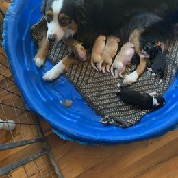 Aussiedoodle Puppies from Hearth&Hound Doodles