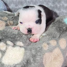 Boy 1 - Black and white male Boston Terrier puppy in Millers Creek, North Carolina from Tumbling Shoals Hilltop Bostons