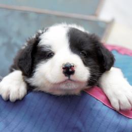 Border Collie Puppies from Team Reeves Ranch
