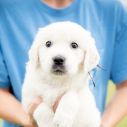 Golden Retriever Puppies from Southland Goldens