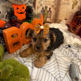 Dolly Rose (AKC Tiny) - Black and tan female Yorkshire Terrier puppy in Fairview, West Virginia from Prims Puppies LLC