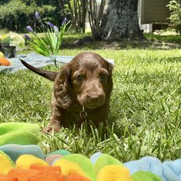 Hazel Addy Ventura - Fawn (isabella) and cream female Dachshund puppy in Poetry, Texas from “Doxie Bliss” Meyerhaus Ranch