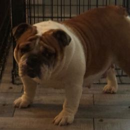 GARNET - Bulldog