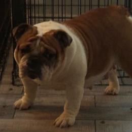 GARNET - Bulldog