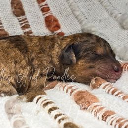 Salem - Red merle female Aussiedoodle puppy in Cleveland, Georgia from Jam's Doodles And Poodles