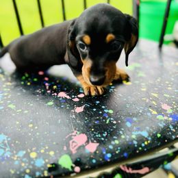 Dachshund Puppies from Mini Doxies of the South