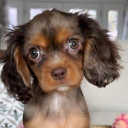 Wasbi - Tri-color female Cavalier King Charles Spaniel puppy in Yuciapa, California from AlltheDoodlez_