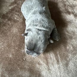 French Bulldog Puppies from Fishie's Frenchies