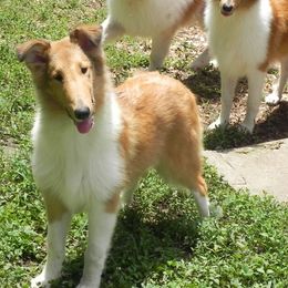 Collies from Collies Noble Majestic Angels