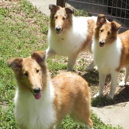 Collies from Collies Noble Majestic Angels